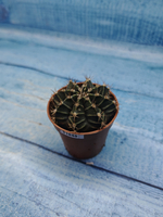 Gymnocalycium Friedrichii (Гимнокалициум)