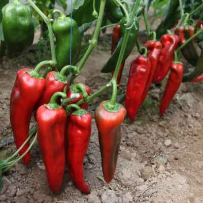 Корнелия F1 семена перца сладкого (Syngenta / Сингента)