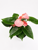 Антуриум (Китай) D12