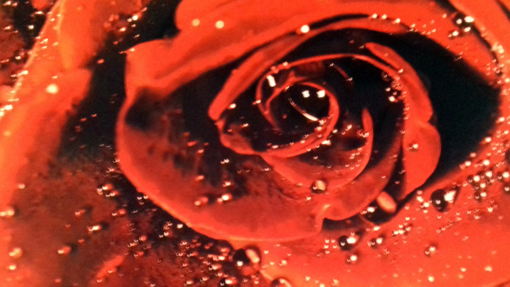 Микровелюр Xpoint (Икспоинт) 0043.01 Роза