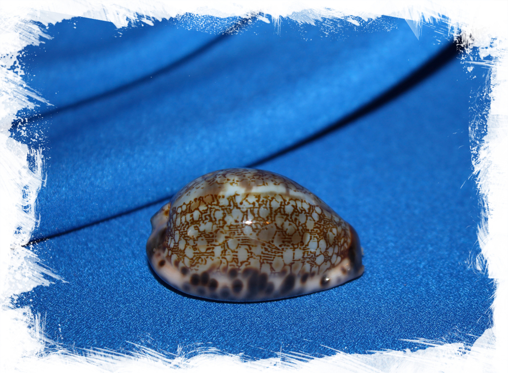 Ракушка Mauritia grayana