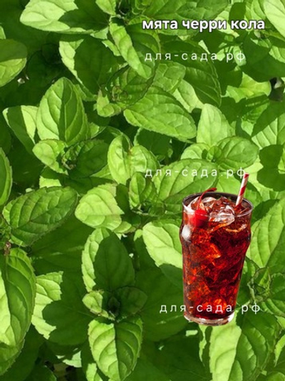Мята чери кола