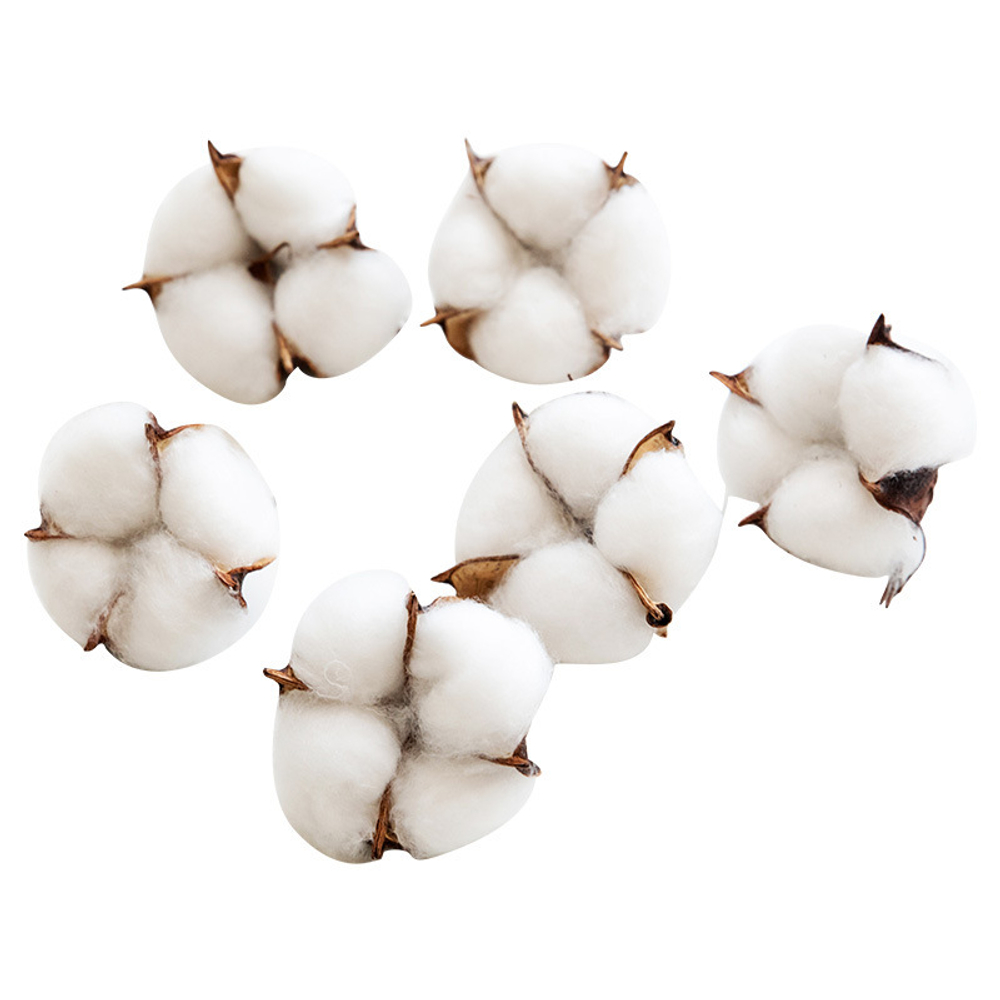 Коробочка хлопка 3-5 см (1 шт)