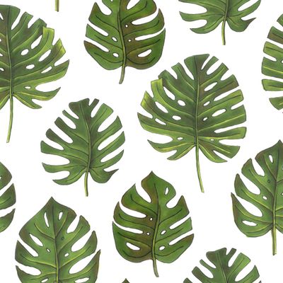 Листья монстеры на белом фоне