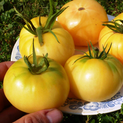 Помидоры Лебединая Песня