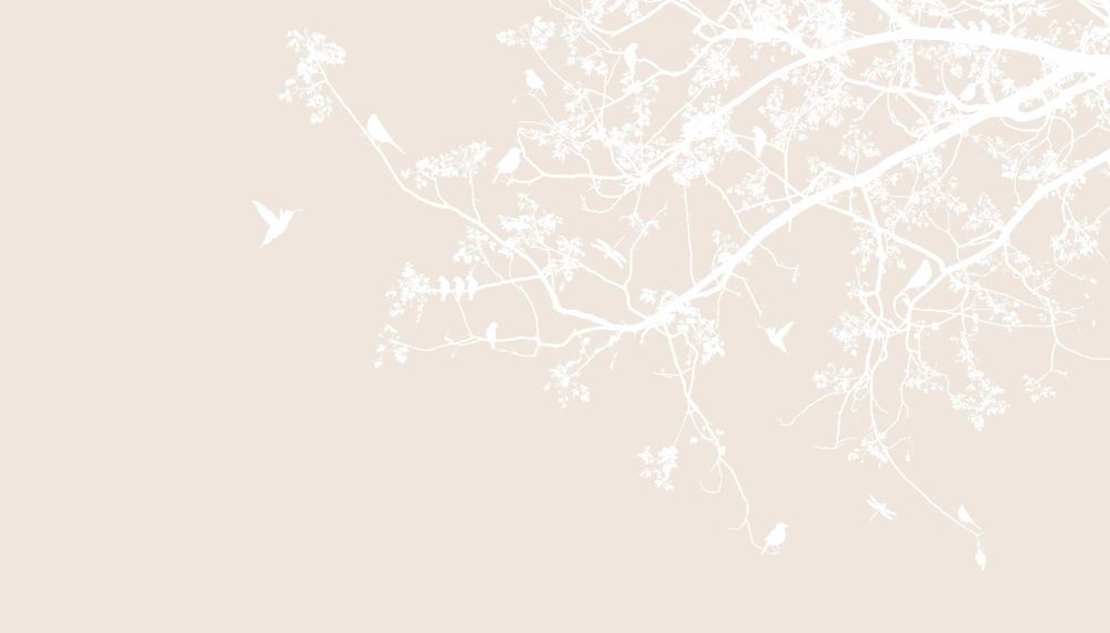 Контуры птиц