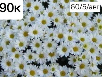 САЖЕНЦЫ ХРИЗАНТЕМЫ КОРЕЙСКАЯ БЕЛАЯ РОМАШКА №90