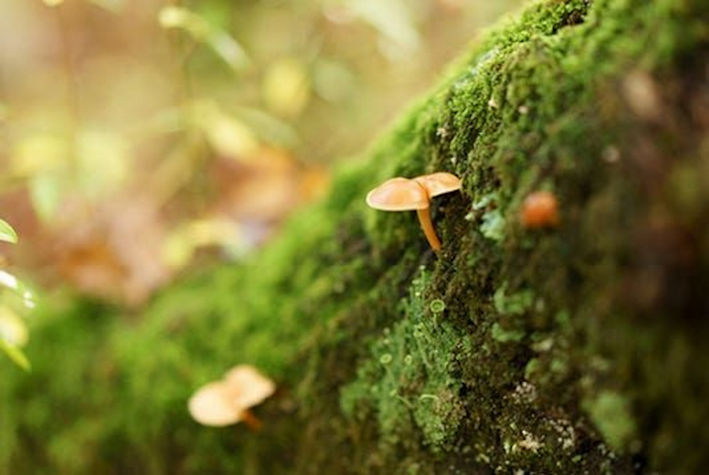 Dr. Vranjes Terra спрей ароматизатор воздуха (аромат Земля)