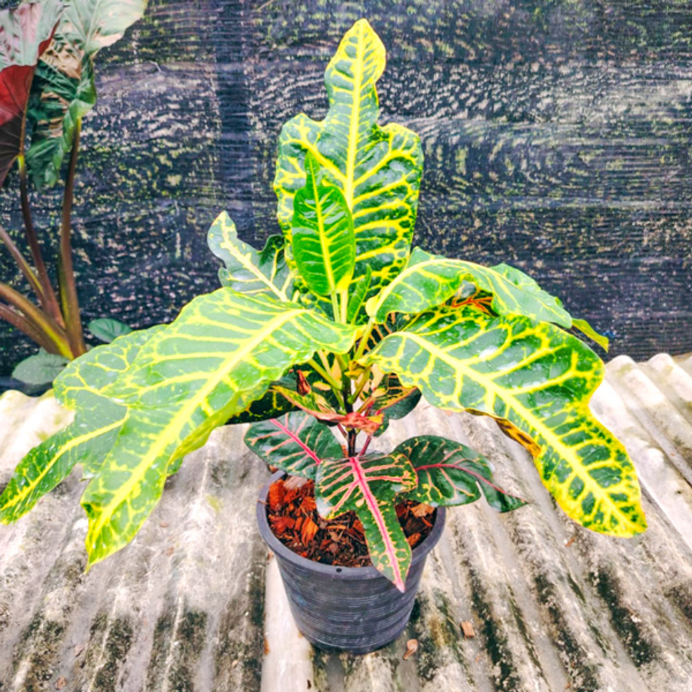 Кротон PT64 TRI KHING THONG