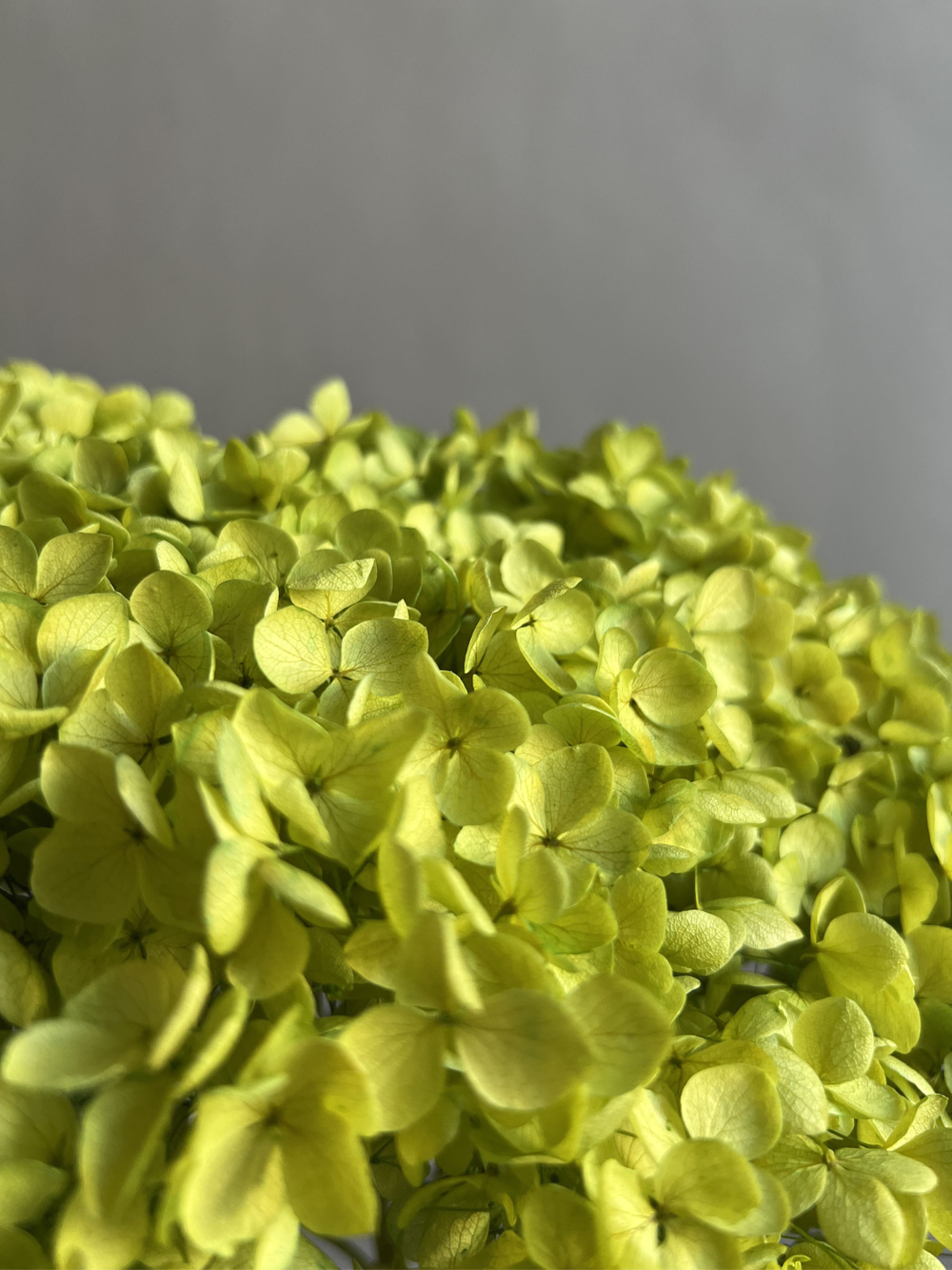 Гортензия стабилизированная салатовая