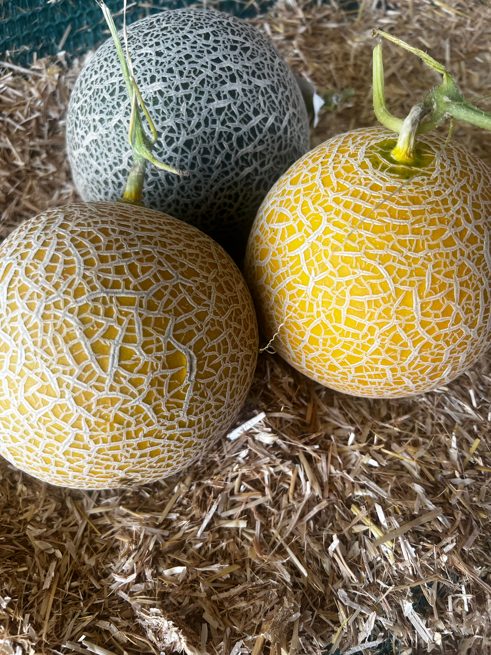 Дыня Чисай F1 5шт