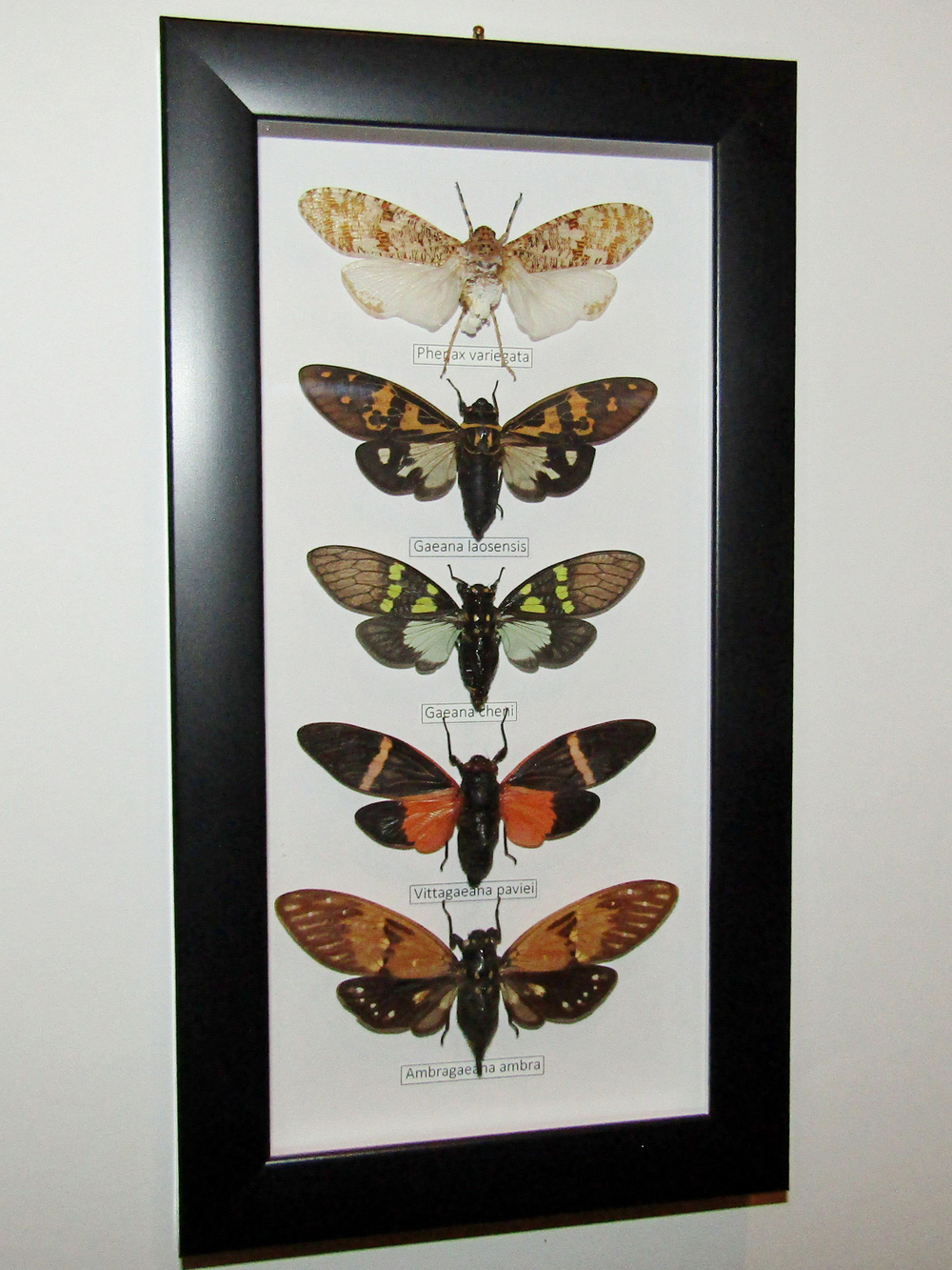 Цикады в рамке