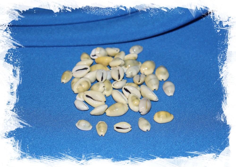 Ракушки Ципрея монета купить