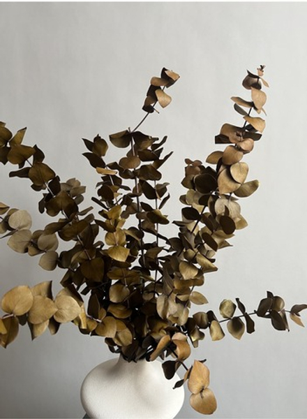 Эвкалипт Цинерия стабилизированный хаки