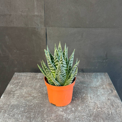 Хавортия (Haworthia)