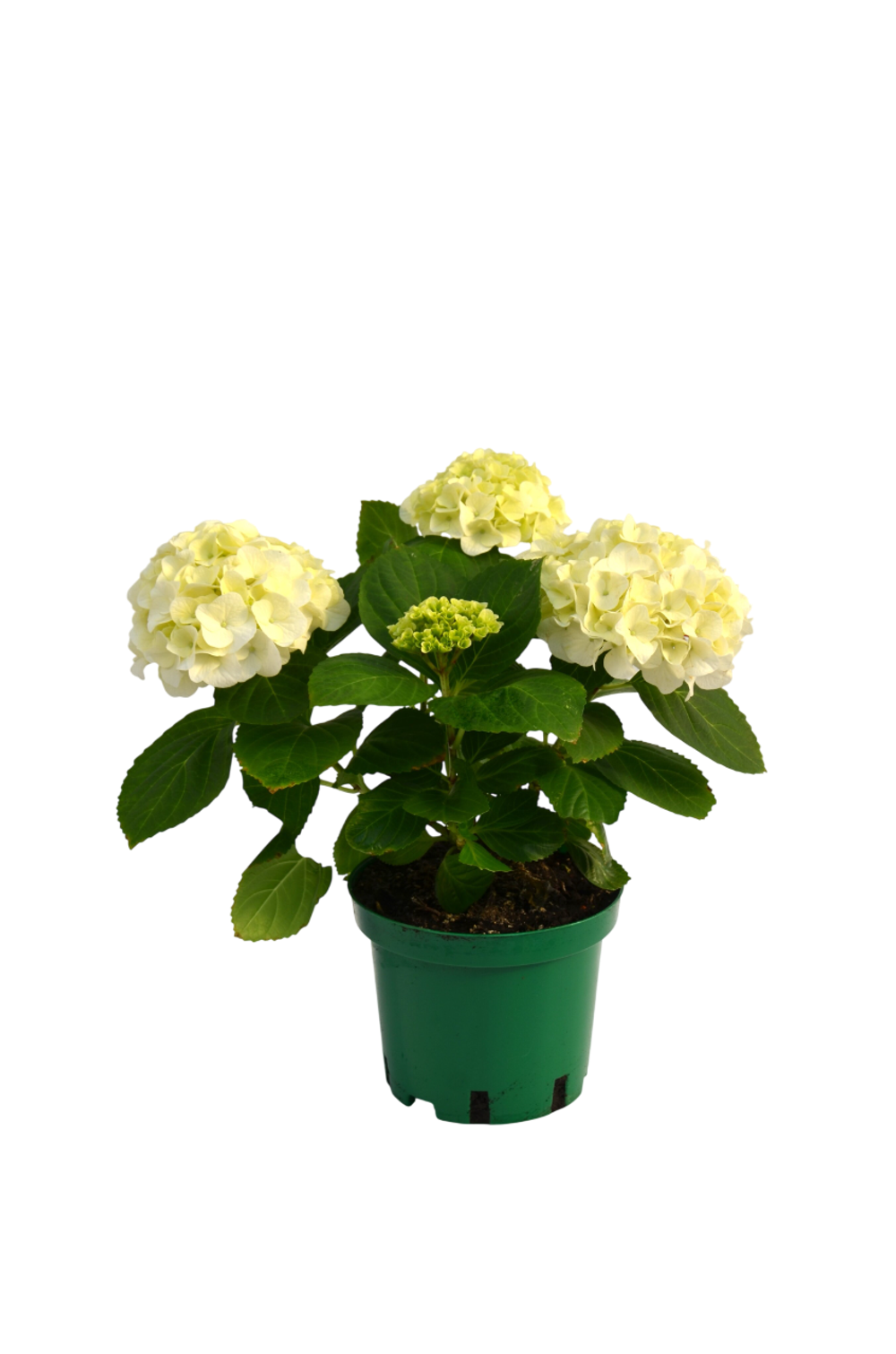 Гортензия Macrophylla White Sun д. 15 СП