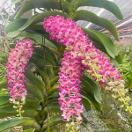 Ринхостилис RHY 47-BUNGA SARI