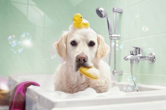 Почему собака пахнет "мокрой псиной"?