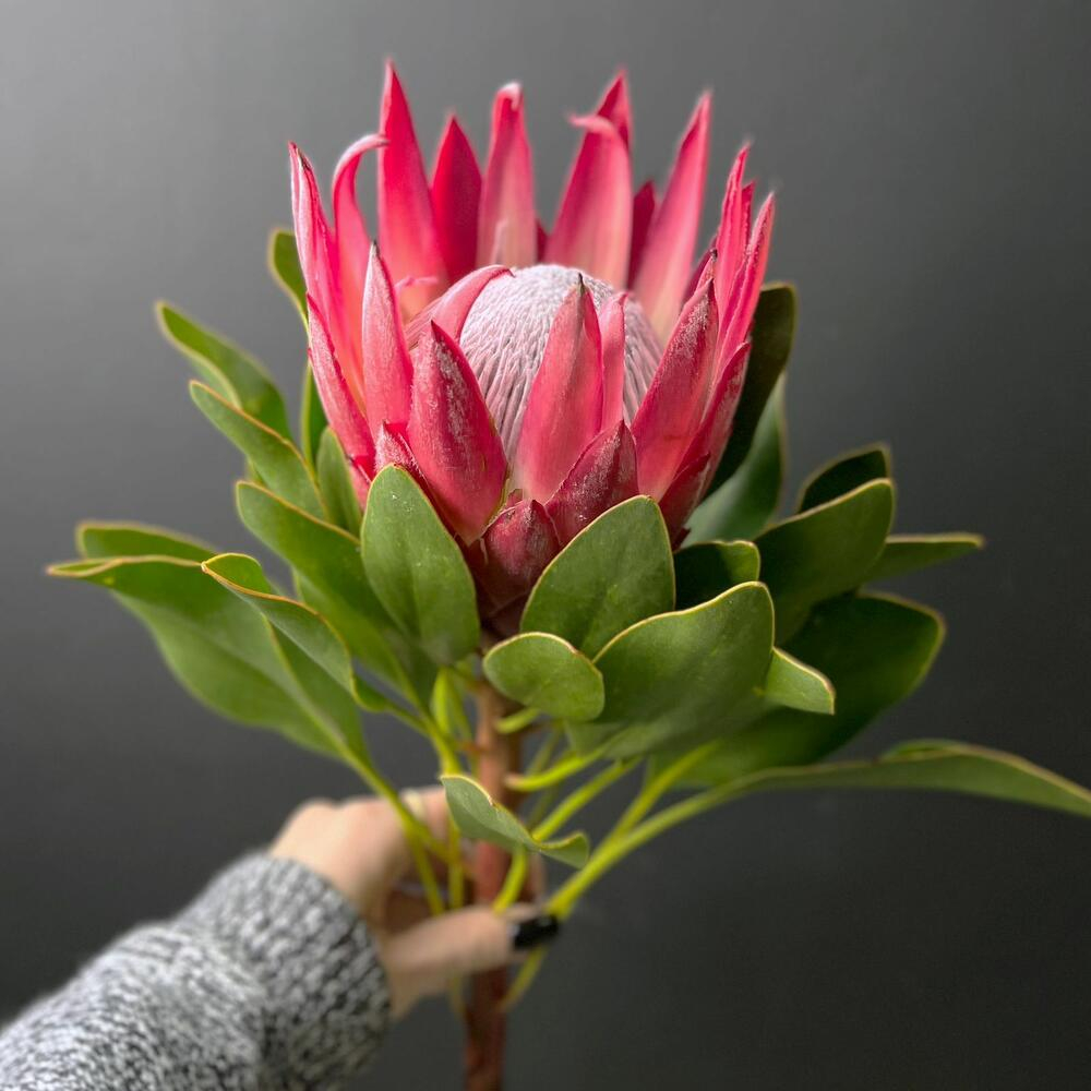 Королевская Протея 1 шт с атласной лентой