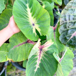 Колоказия ANGEL MASK