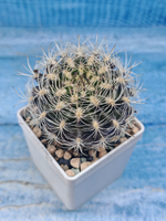 Neoporteria sp. (Неопортерия)