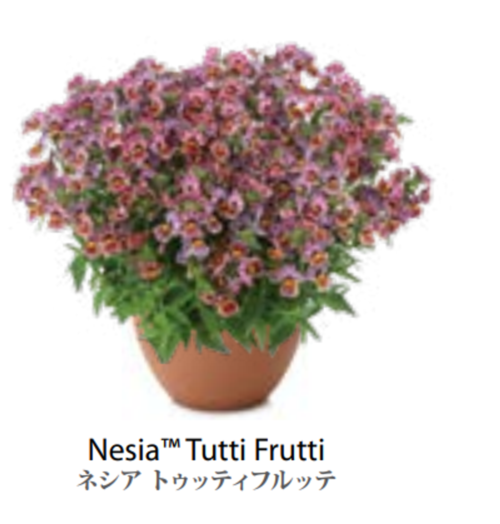 ЕВРО Немезия Nesia Tutti Frutti укорененный ЕВРО черенок НАЧАЛО ЯНВАРЯ поставка 5