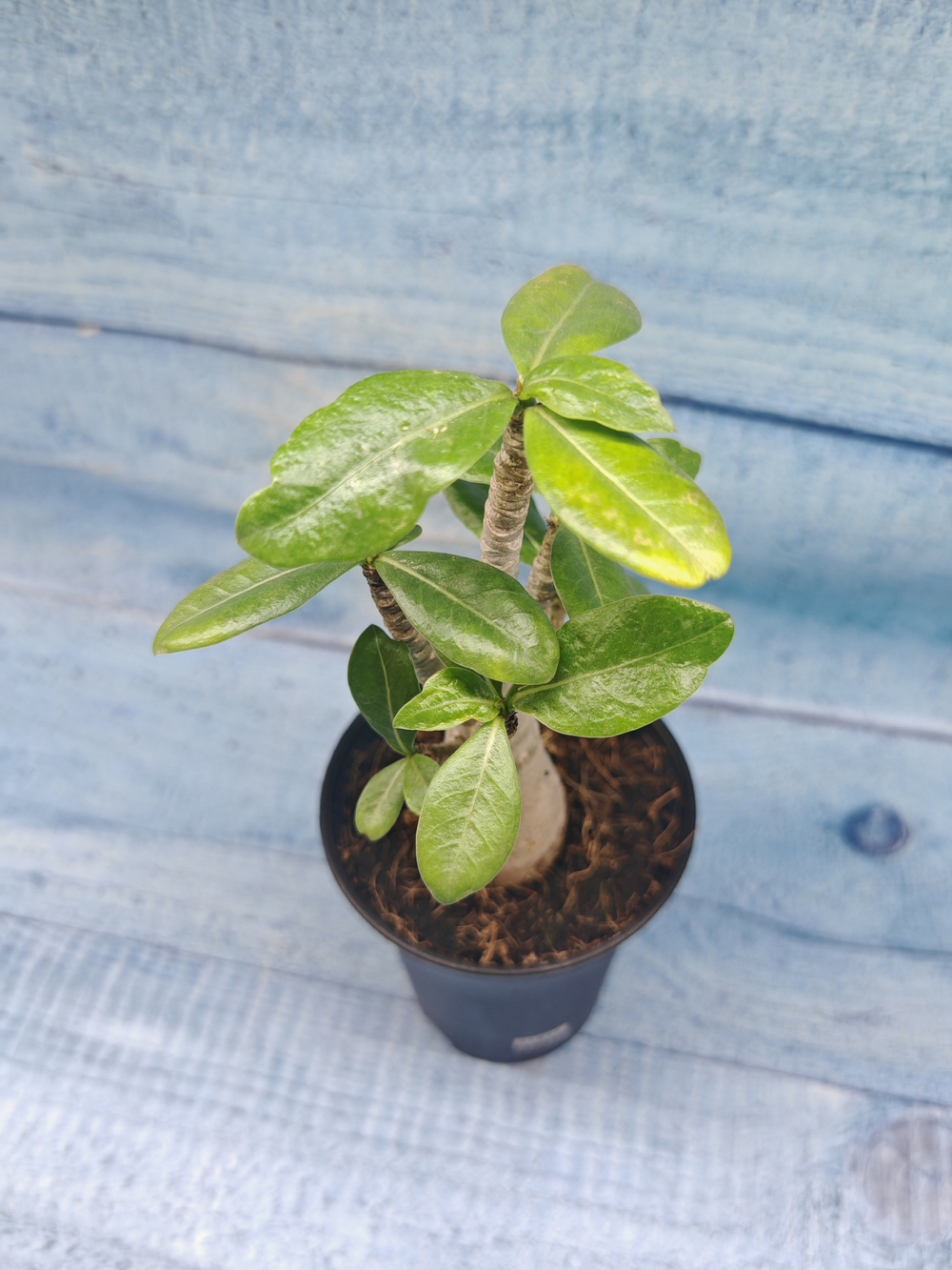 Adenium Baobab (Адениум)