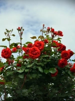 Роза плетистая Лилиана