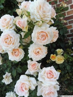 Чандос Бьюти (Chandos Beauty)