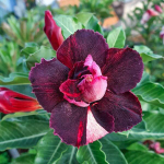 Адениум обесум 288 Mộng Mutation