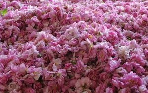 L'Occitane en Provence Rose Eau Parfumee Souffle Vivifiant