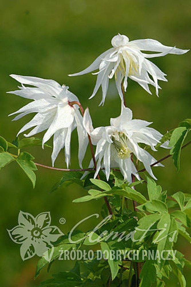 Клематис альпийский Альбина Плена Закупка М33 апрель 2026 Клематис альпийский Альбина Плена Закупка М33 апрель 2026