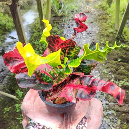 Кротон BANGKOK NIRAMIT