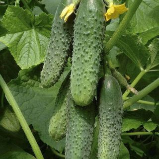 Огурец Кураж F 100 (семян)