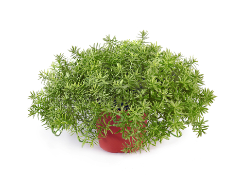 Дасти Миллер нежно-зелёный куст в горшочке в-20, д-35 см (пластик) 8/8 20.6320N