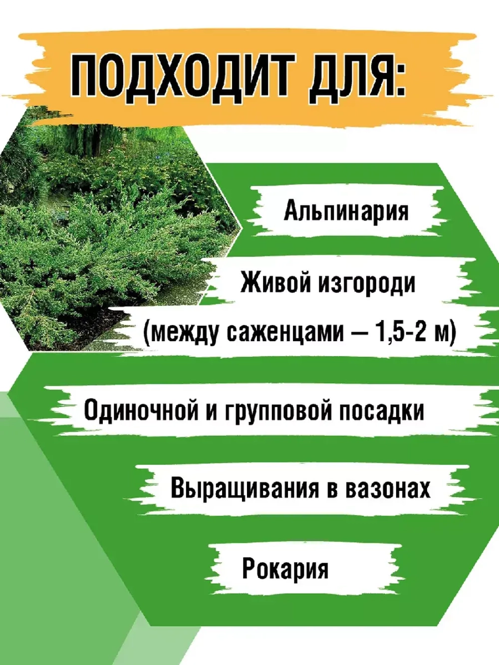 Можжевельник Репанда саженцы хвойных деревьев