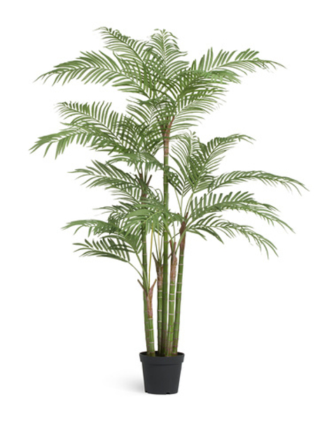 Пальма Бамбуковая 215 см