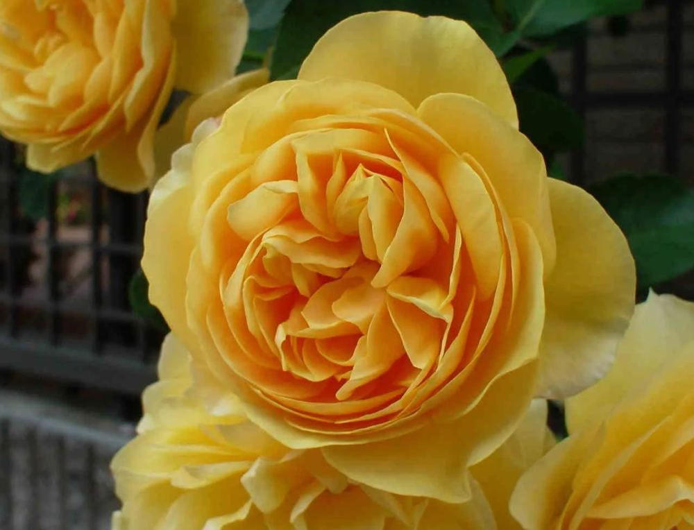 Роза английская Грехам Томас ОКС конец апреля-май 26