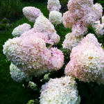 Фантом «Phantom» С5