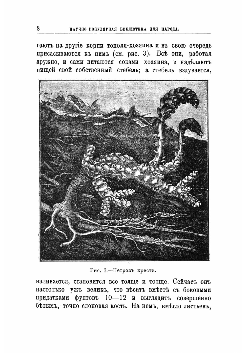 Растения-дармоеды и растения-хищники | Лункевич Валериан Викторович