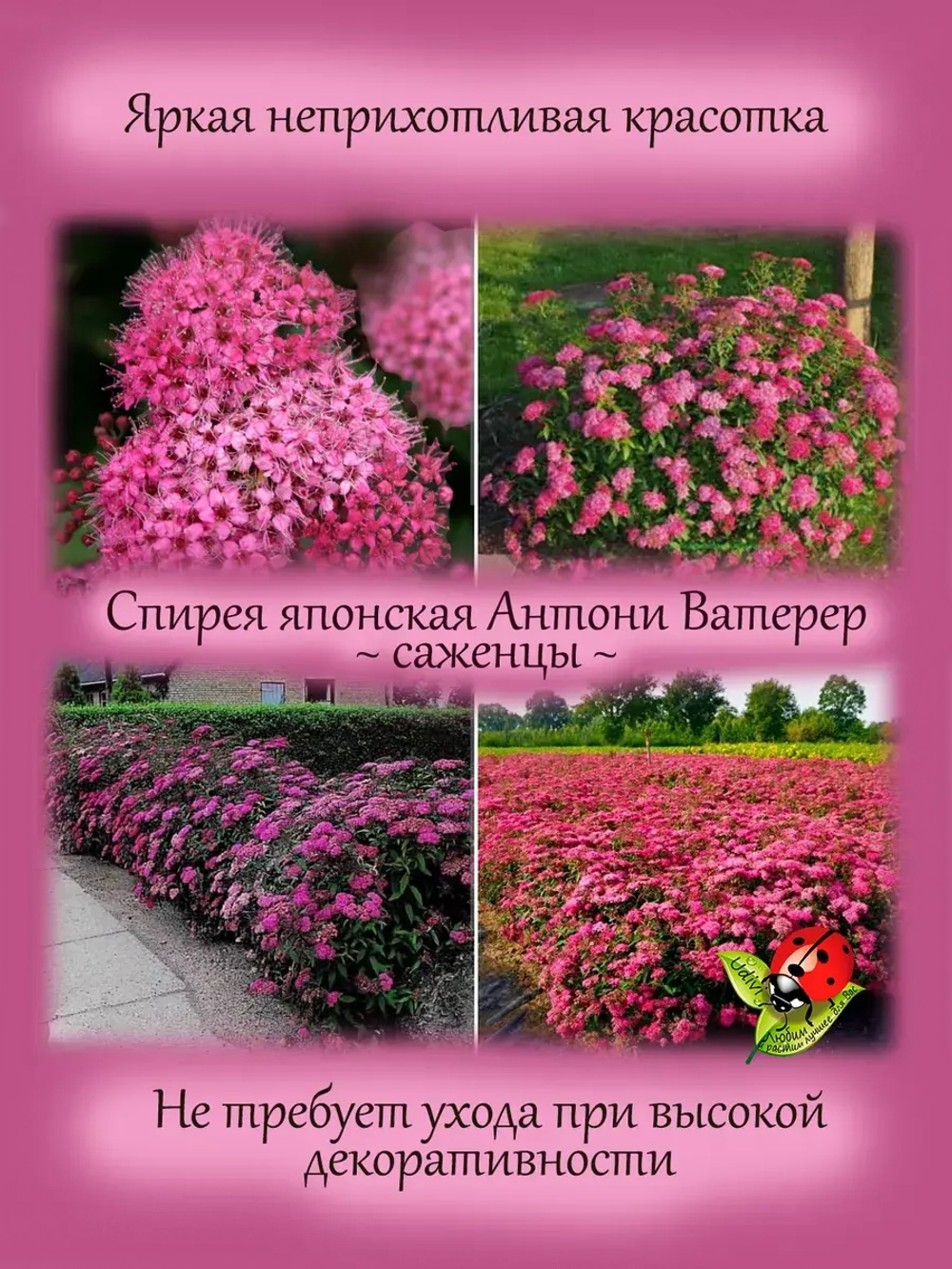 Спирея Антони Ватерер японская многолетник