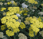 Тысячелистник "Moonshine". Achillea "Moonshine".