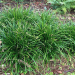 Осока Морроу Айриш Грин С2