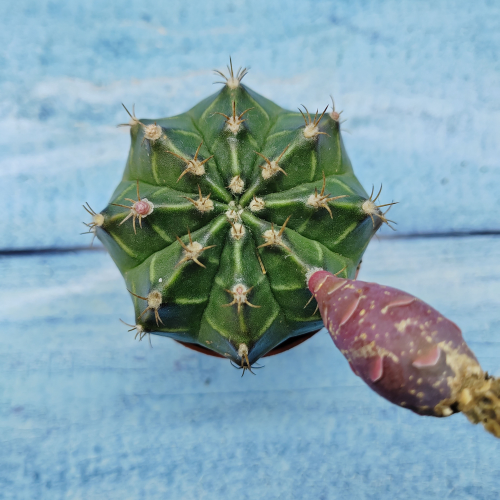Gymnocalycium Friedrichii (Гимнокалициум)