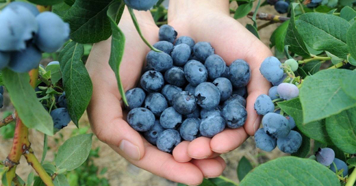 Чек лист Голубика