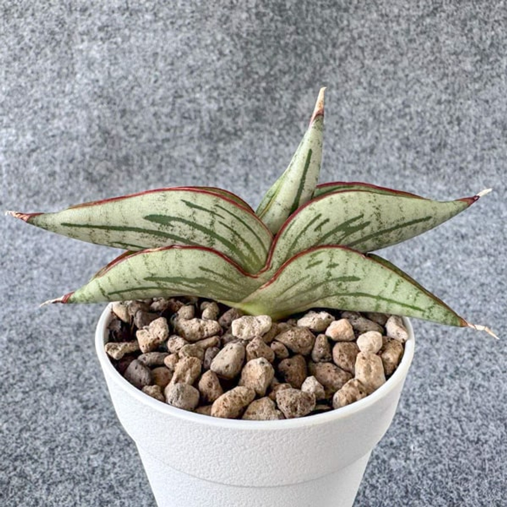 Сансевиерия DIABLO