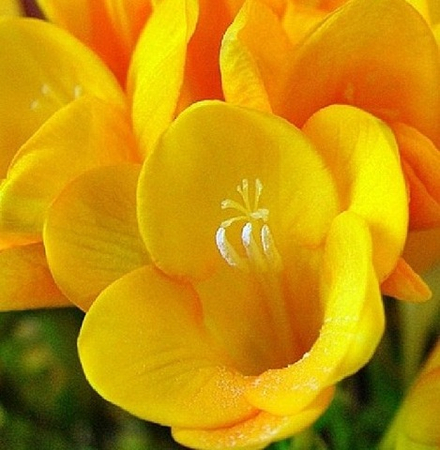 Фрезия Махровая желтая (10 шт) Волжский Сад