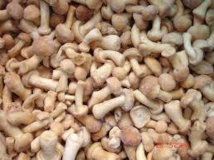 Грибы опята