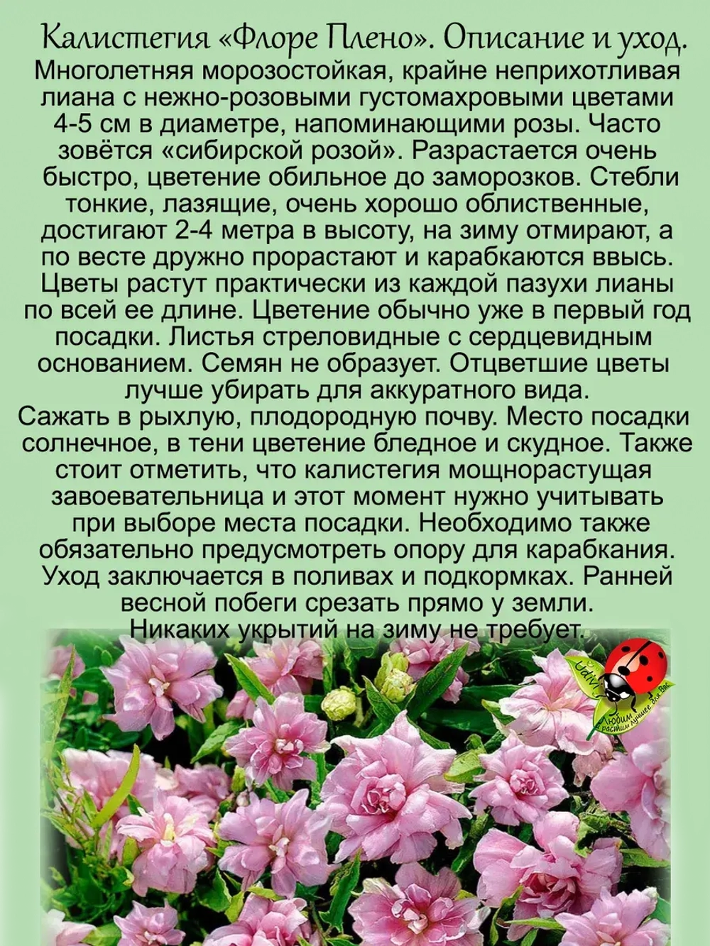 Калистегия Флора Плено сибирская роза