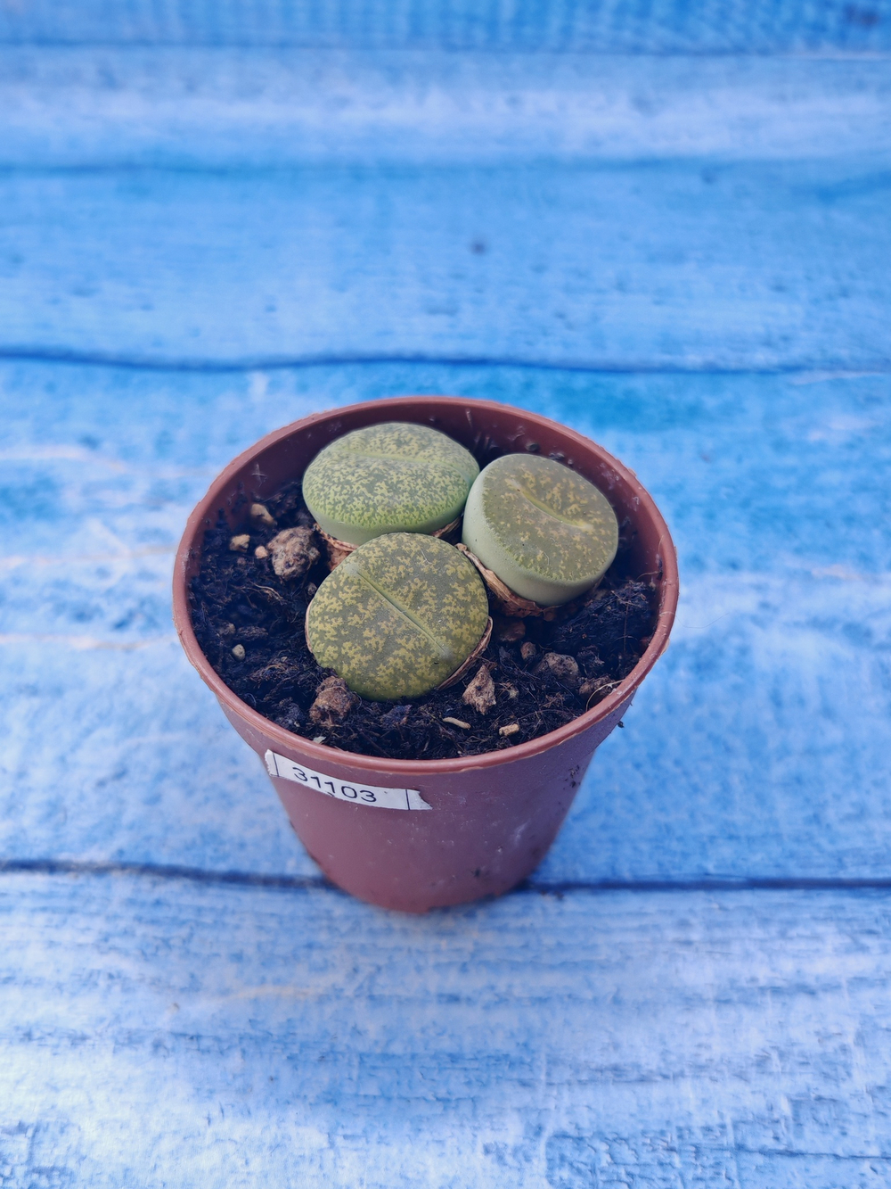 Lithops sp. (Литопсы)